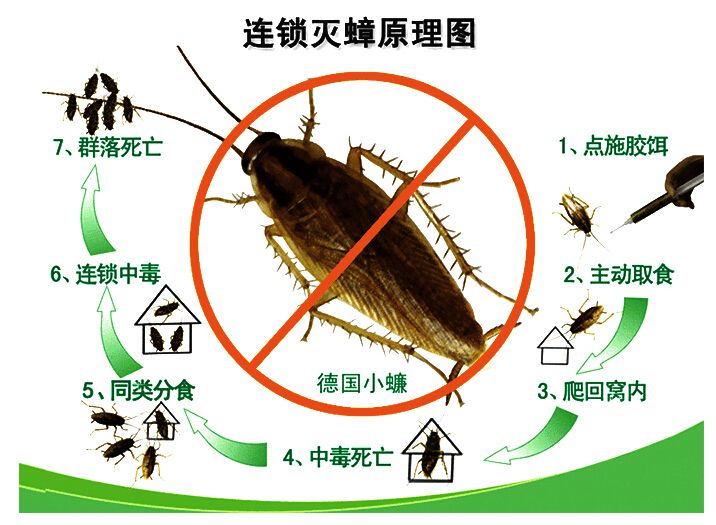 杭州灭蟑螂 杭州灭蟑螂