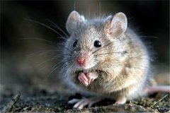 「杭州灭鼠公司」为什么要请灭老鼠公司定期灭鼠