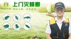 「杭州上门灭蟑螂」为什么蟑螂一直杀不净除虫公司告诉你
