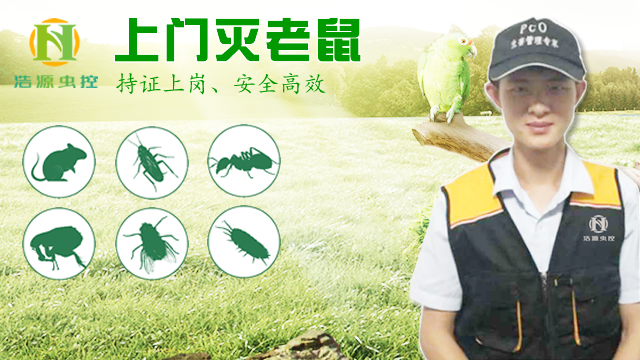 上门灭老鼠 上门灭老鼠