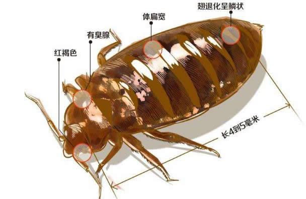 灭臭虫 灭臭虫