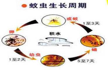 冬季防蚊虫的有效措施