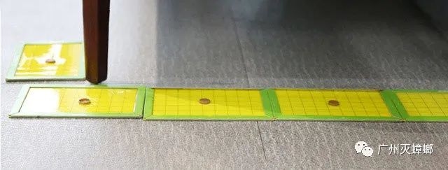 杭州灭老鼠 杭州灭老鼠