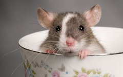 「杭州灭老鼠公司」春季灭鼠公司如何防治鼠患