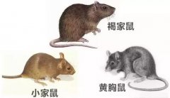 「杭州灭鼠公司」怎么能分辨老鼠的种类？