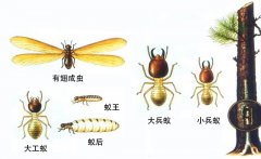 「杭州灭白蚁」家庭中如何做好防白蚁处理？