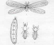 「杭州灭白蚁公司」黑翅大白蚁的特征以及防治