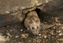 「杭州灭老鼠公司」家里老鼠洞的堵洞方式主要