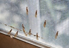 「杭州灭白蚁公司」如何判断家里是否有白蚁入侵？