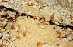 「杭州灭白蚁」白蚁和蚂蚁的区别